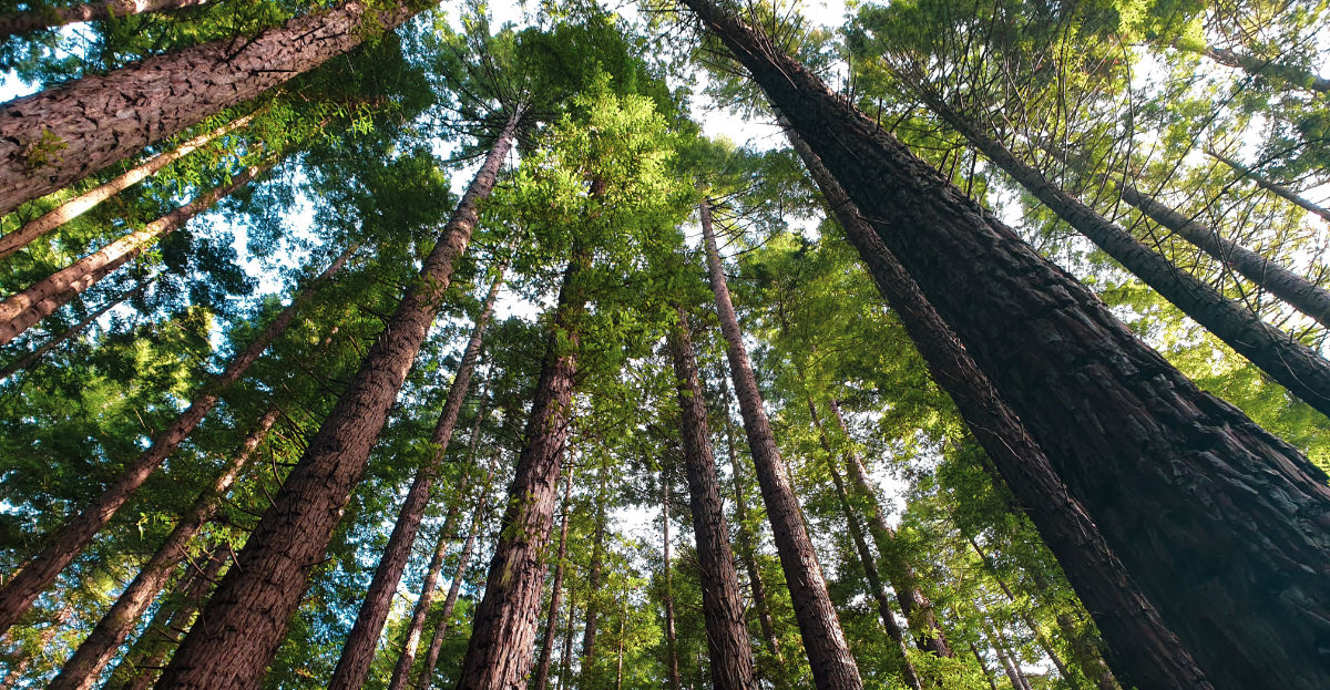 Tall trees reaching to the sky